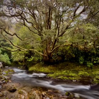 Forrest bend landscape photography print by Mark Hulskamp