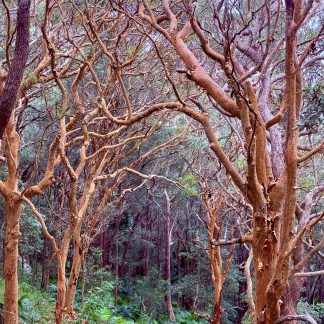 Ghost gums landscape photography print by Mark Hulskamp