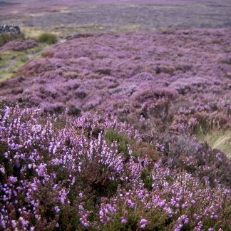 Heather moorland landscape photography print by Mark Hulskamp