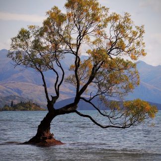 Wanika tree landscape photography print by Mark Hulskamp