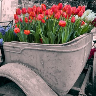 Tulips in a cart photography print by Mark Hulskamp